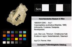 Foto (Objekt + Etiketten) von Cracensigillatus acutirostrus (Moericke, 1889) 